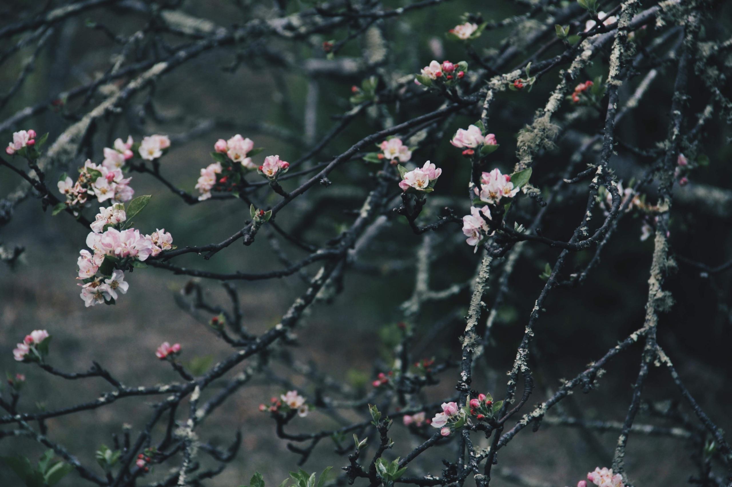 Pink apple blossom on lichen-covered branches in Bhutan