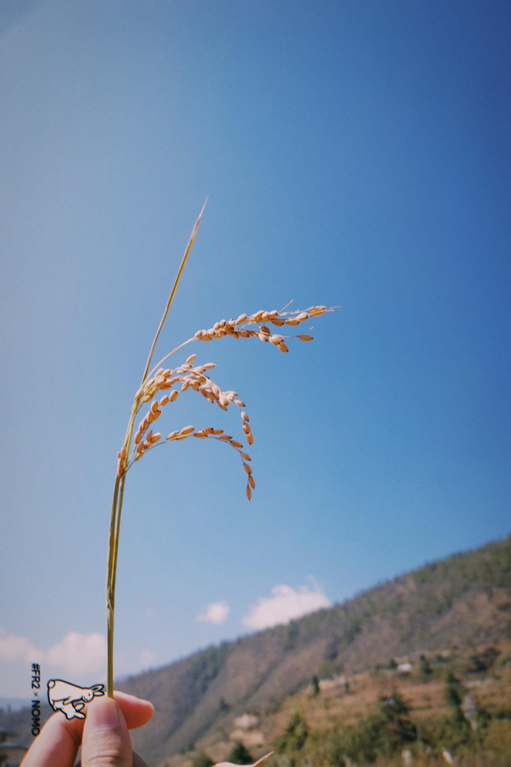A ripe Bhutanese rice stalk held against blue sky and mountain fields